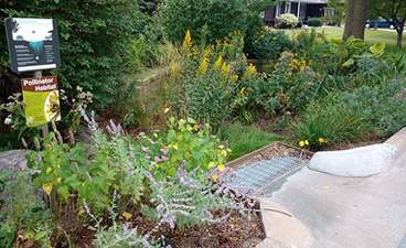 An Anoka, MN rain garden in full bloom. There are purple and yellow flowers and lots of green leaves surroundinga rain grate.