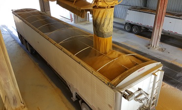 Ethanol byproduct, whole stillage being poured into a container.