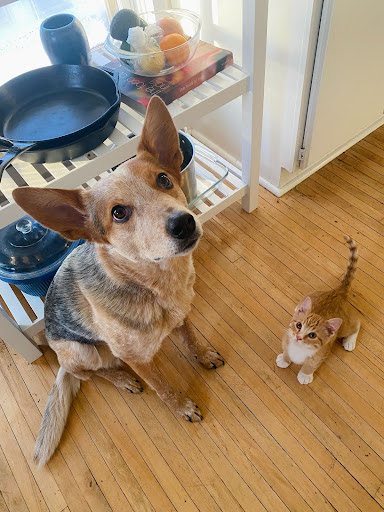 Rocket the cattle dog and Macka the orange tabby cat stare up at the photographer as they pose for a photo. 