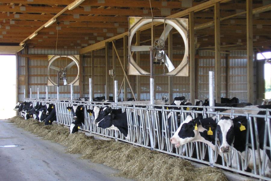 Dairy cows poke their heads through their enclosures in a barn.