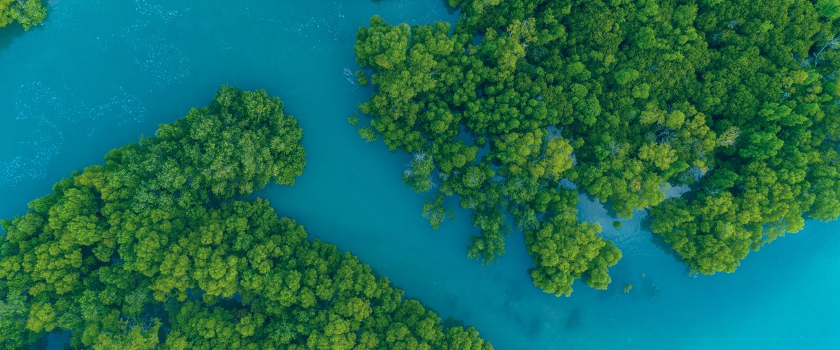 An aerial view showing a bright turquoise blue river flowing through a deep green forest.