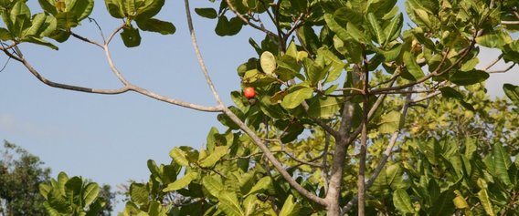 A cashew tree with fruits containing the cashew seed growing on its branches.