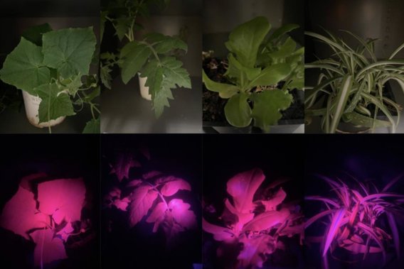 BBE Assistant Professor Rui Cheng uses ‘leaf glow’ to understand ...