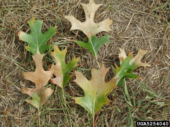 Several leaves affected by oak wilt laying on the ground. They are partially green and brown.