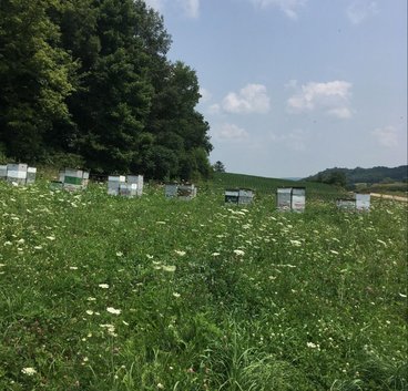 Managed hives in a field full of white wildflowers. 
