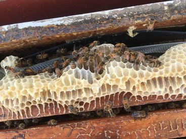 A close up of bees working on a honeycomb in a managed hive. 