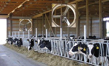 Dairy cows poke their heads through their housing enclosure in a barn.