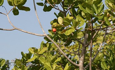 A cashew tree with fruit containing the cashew seed on the branches.