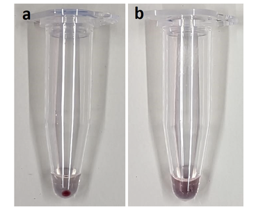 Two test tubes illustrate the appearance of the red pellet, indicating the detection of disease in the test sample. 