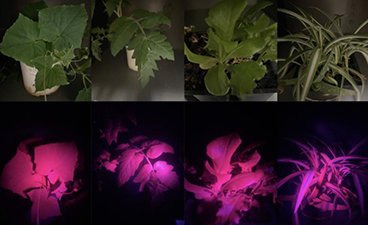 8 photos of leaves at various stages of growth